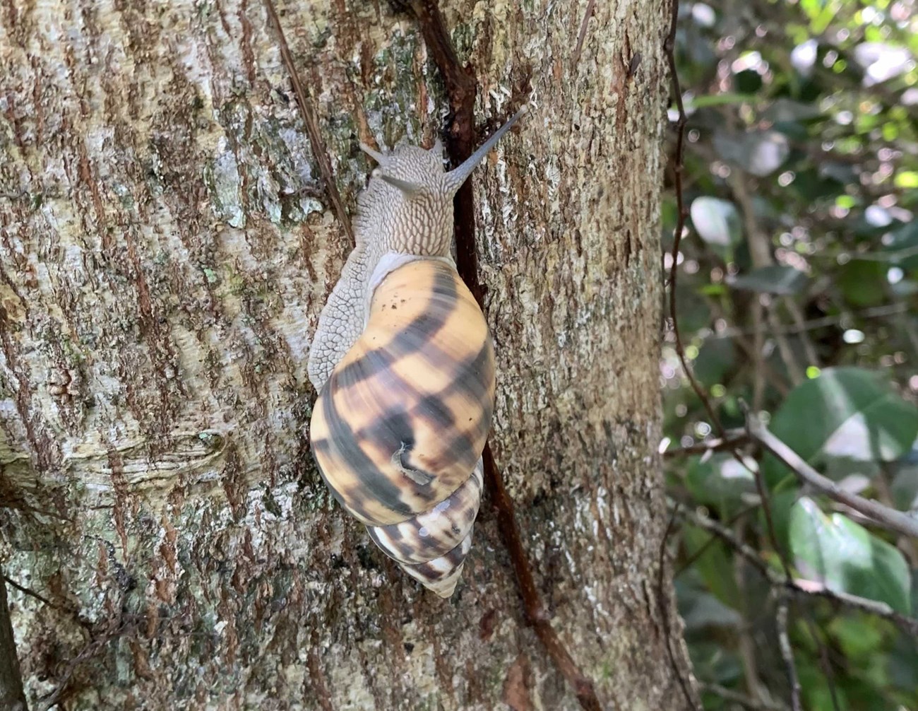 Stock Island tree snail A snail with a patterned, peach-colored shell crawling on a tree.