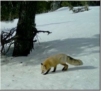 A red fox with a bushy tail