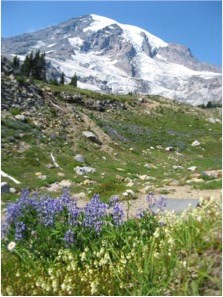 Colorful meadows of wildflowers infront of a snowy mountain