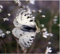 Mountain Parnassian A white butterfly with black streaks