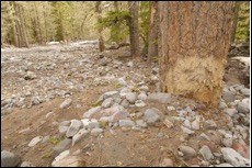 2006 Debris Flow Damage A sparse forest littered with large rocks