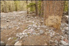 A sparse forest littered with large rocks