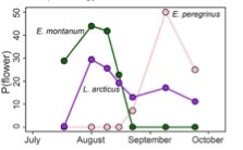 A line graph showing the probability of seeing three different kinds of flowers during different points in the summer