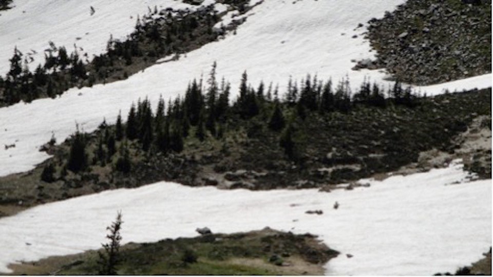 A snow covered meadow with some small patches of trees