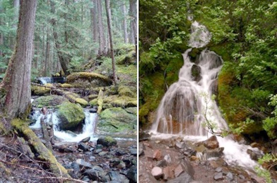 Two pictures of forested habitats with water running through them