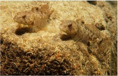 Prickly Sculpin A small brown fish