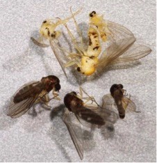 Adult Specimens A group of yellow and brown insects