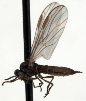 A black insect with large transparent wings