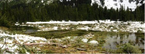 A lake with a large amount of snow and forest debris in it.