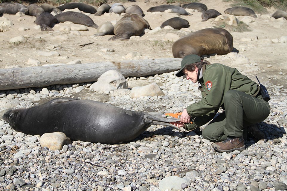 Photo of a NPS staff tagging a weaned northern elephant seal pup