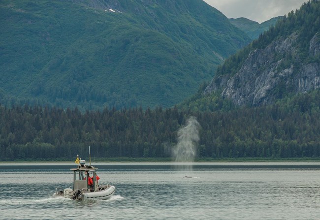 Park biologists observing whales