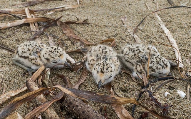 Three camouflaged plover chicks lay in the sand among beach wrack