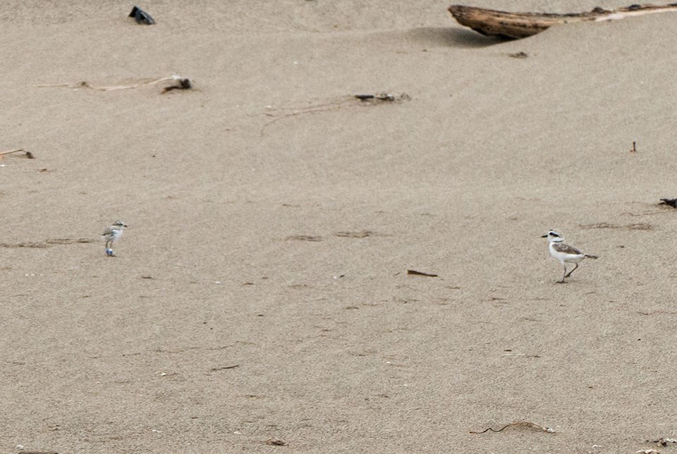 Plover parent walking toward a chick on an open stretch of beach