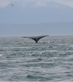 Whale tail