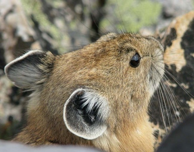 Pika A close-up image of a pika looking into the distance.