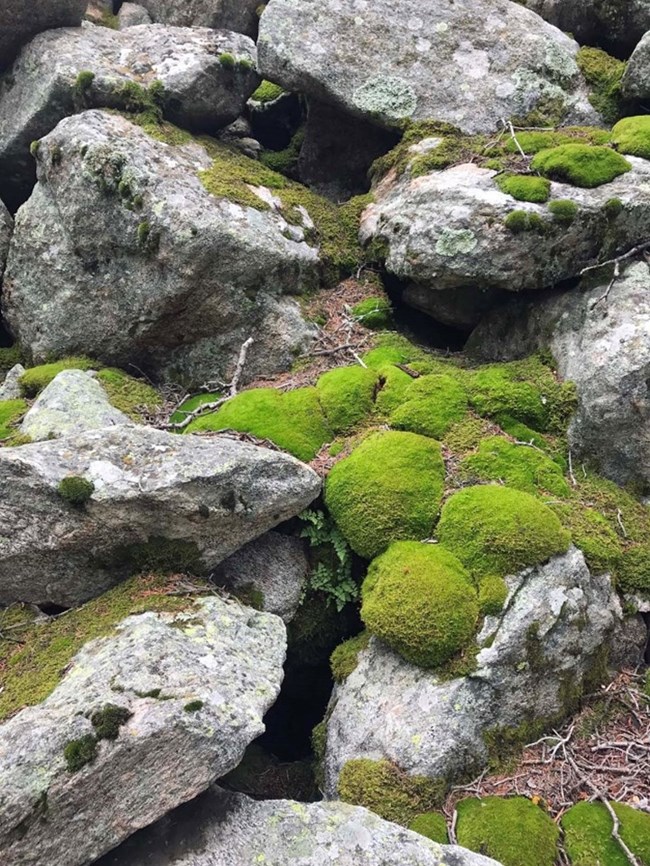 A pile of grey rock fragments called a talus covered in green moss.
