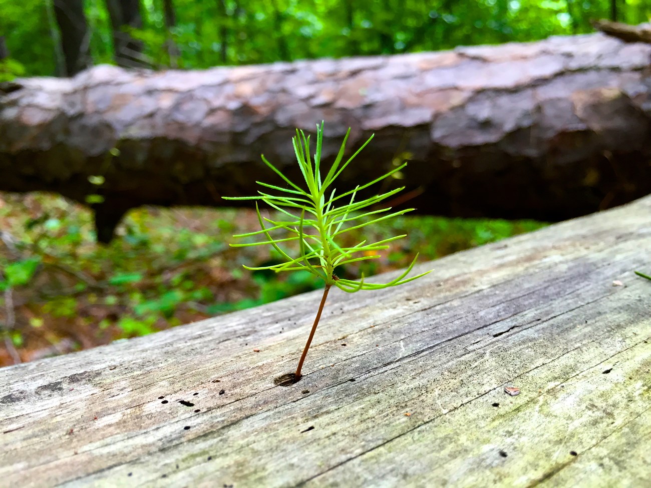 pine sappling growing out of a hole in a dead tree.