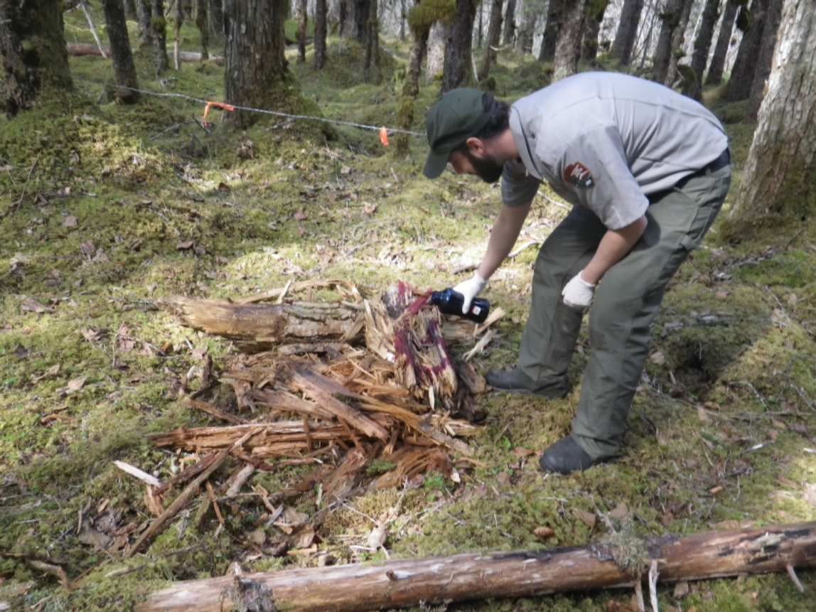 a person sprays liquid on to a pile of wood in a forested area