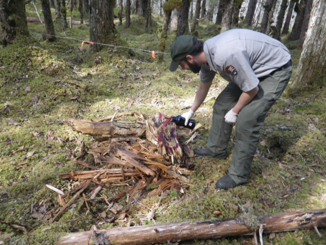 bear hair trap a person sprays liquid on to a pile of wood in a forested area