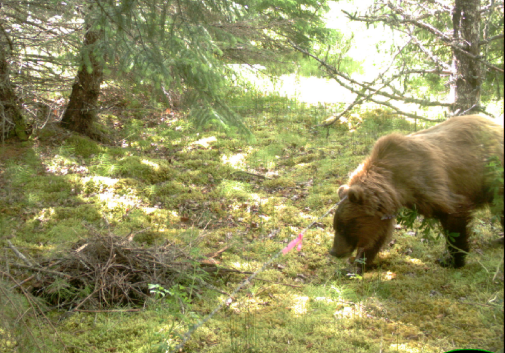 a bear walks near a  barbed wire fence in the forest