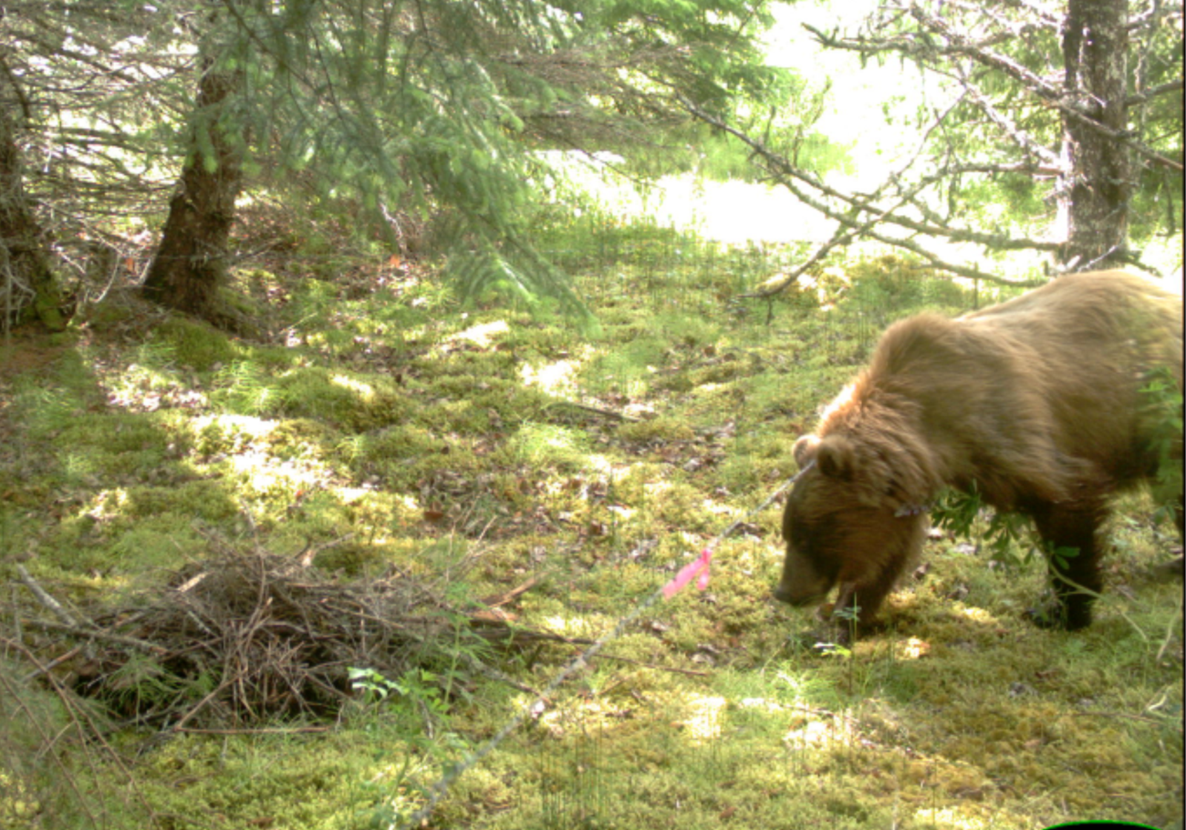 Gustavus bear a bear walks near a  barbed wire fence in the forest