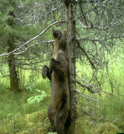 gustavus bear1 a bear rubs up against a tree in the forest