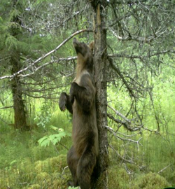 a bear rubs up against a tree in the forest