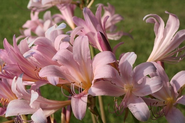 Pink Flowers on the Park Grounds pink flowers in full bloom