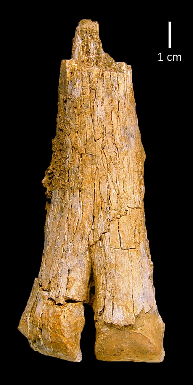 Foot bone from an ancient llama (Hemiauchenia)