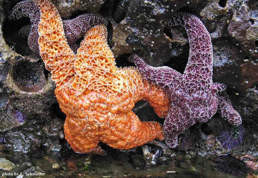 Ochre stars with sea star wasting disease Purple and orange ochre stars with limbs that appear to be disintegrating