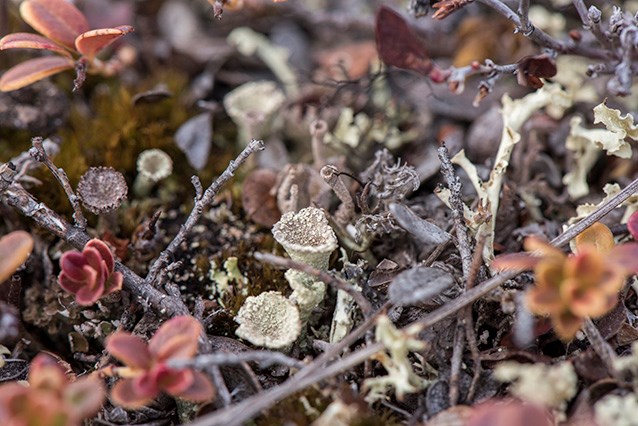 closeup of tiny lichens shaped like little cups