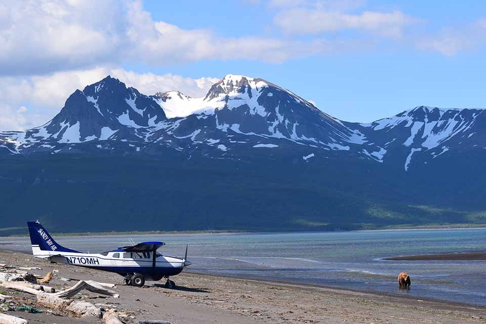 A small plane on the beach near a bear.