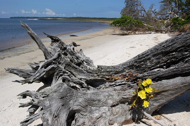 The shoreline at Cumberland Island