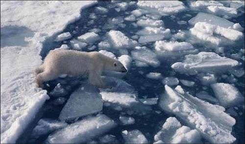 A polar bear stepping from a solid surface of ice to an unstable piece of melting ice in the Arctic.