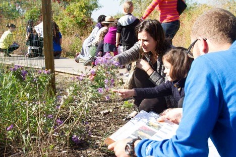Observing Pollinators People are kneeling while working in the flower garden.