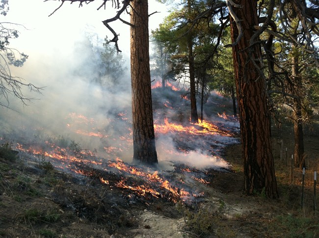 Ponderosa Pine Forest