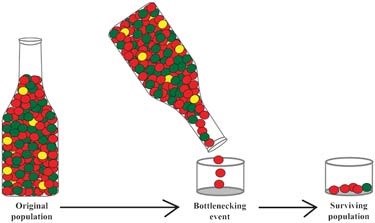 A population bottleneck reduces the number of gene variants (alleles), as illustrated by Pearson Education, Inc. Diagram shows how an original population goes through a bottlenecking event and results in a surviving population.