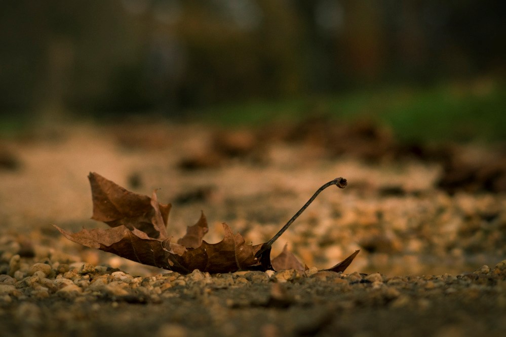 A dry leaf falls to the ground.