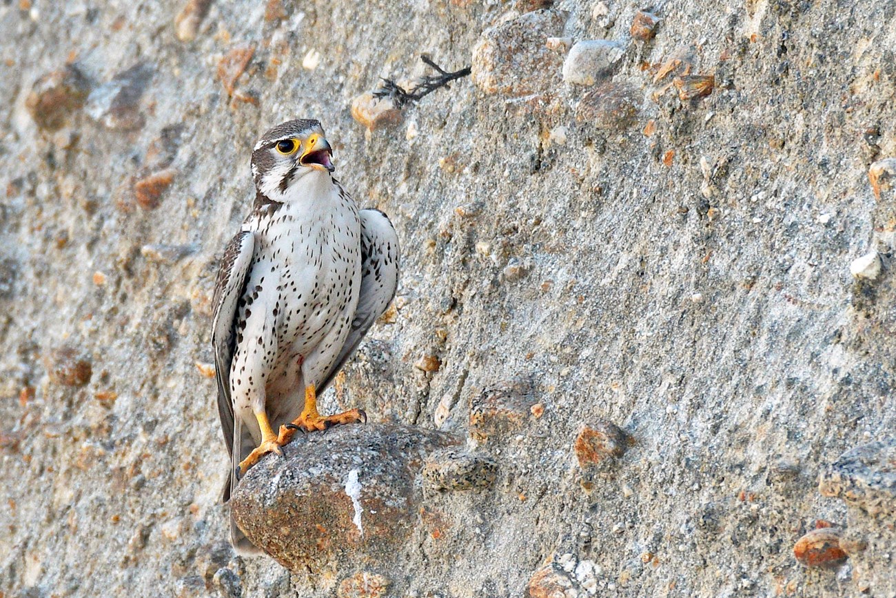 Adult male prairie falcon vocalizing Falcon with its beak open, perched on a rock protruding from a steep cliff face.