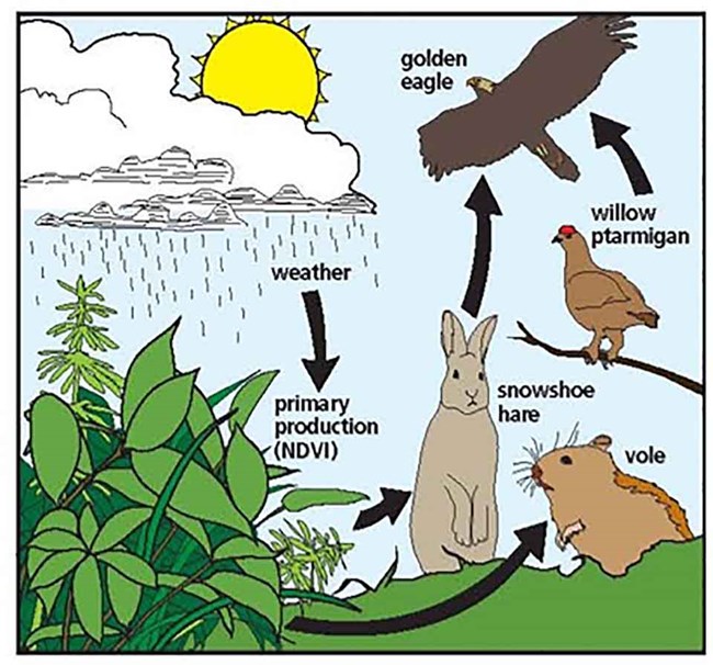 A conceptual drawing of ecosystem relationships.