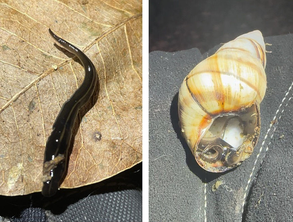 New Guinea flatworm Two photos. A brown, elongated worm moving across a brown leaf. A banded snail with a brown, curled up worm inside the shell.