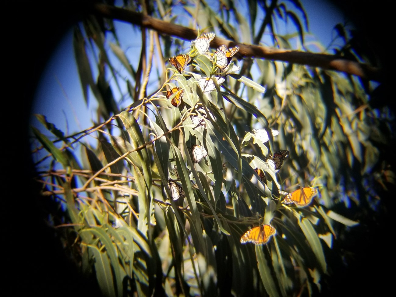 Veiw through a scope of several monarch butterflies on eucalyptus leaves