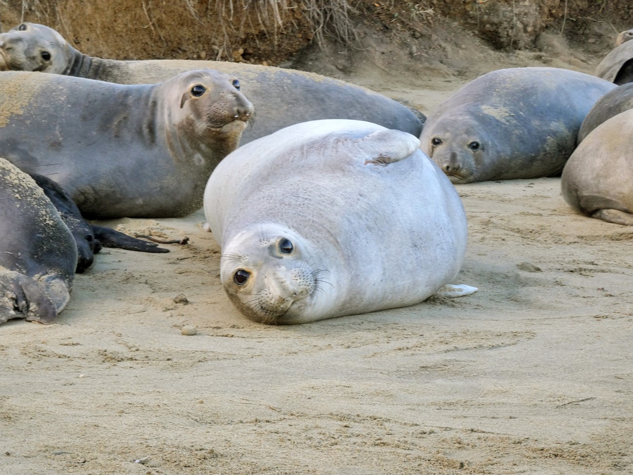 Female elephant seals A very round pregnant elephant seal surrounded by a group of female seals on the beach.