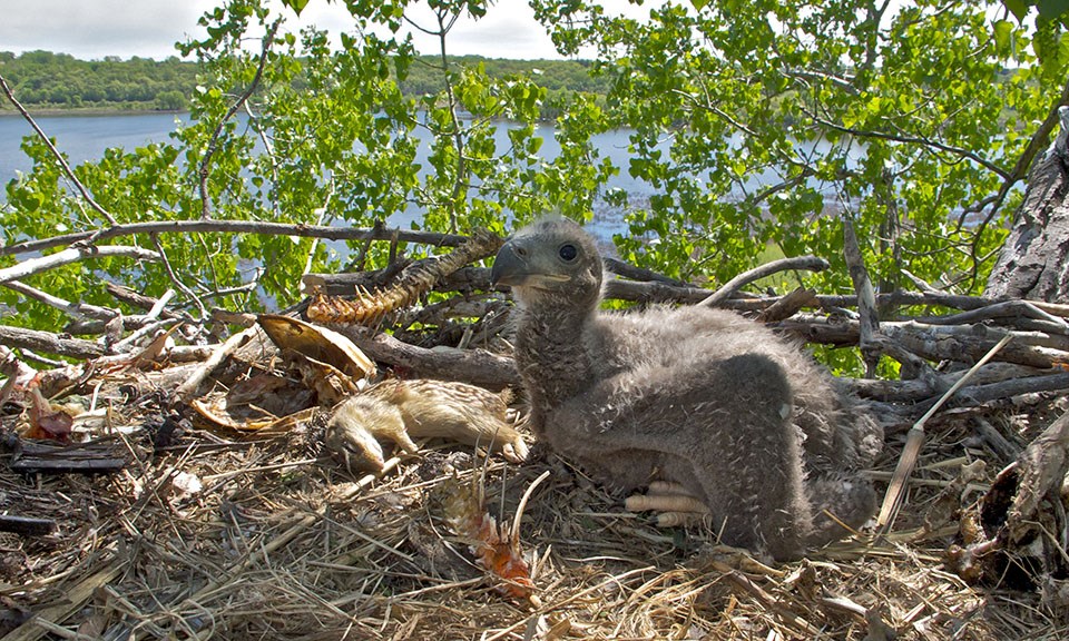 Eagle nestling with food items in nest.