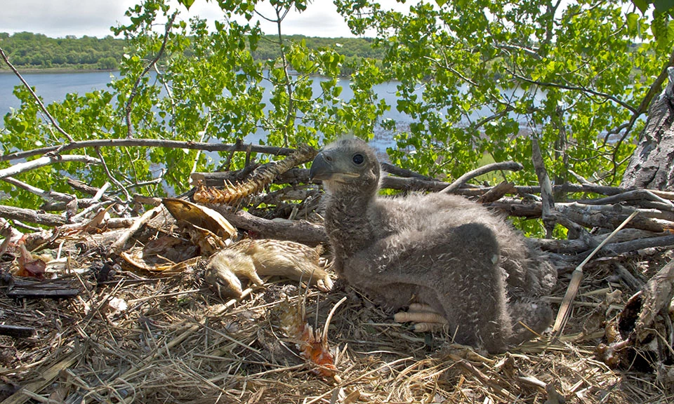 PreyRemains_WEB Eagle nestling with food items in nest.
