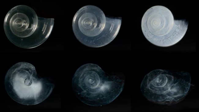 Pteropod shell dissolved in seawater adjusted to the ocean chemistry projected for the year 2100.