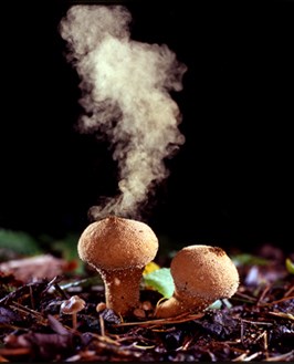 A puffball emits a cloud of spores.