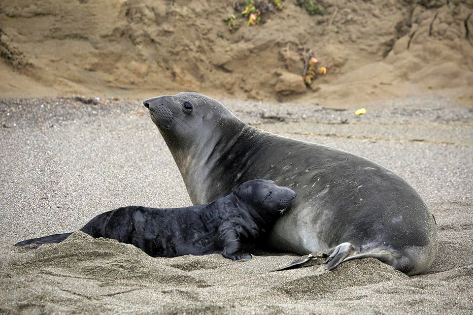 Pup nursing An elephant seal pup pauses while nursing from its mother