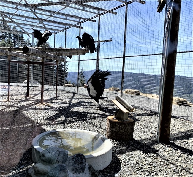 Three California condors in a large cage. One of the condors spreads its wings, showing off a while stripe on its underwing.
