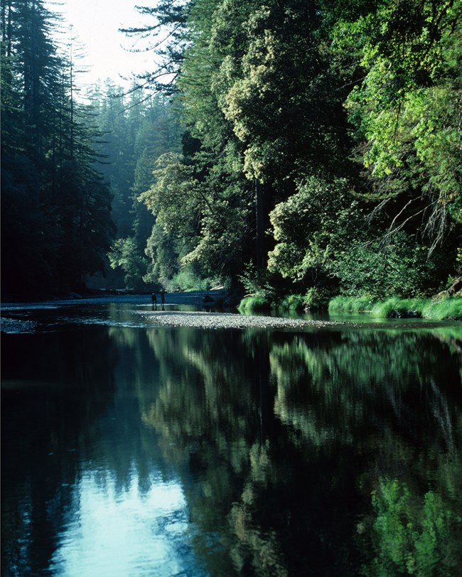 REDW_redwood_creek_nocover redwood creek in deep forested gorge